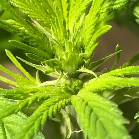 Fuego growlog timeline photo