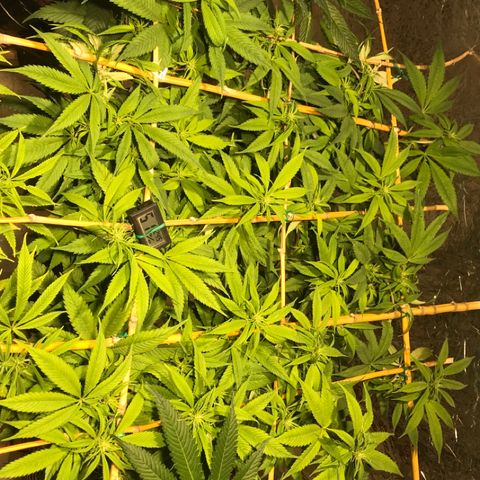 Limona growlog timeline photo