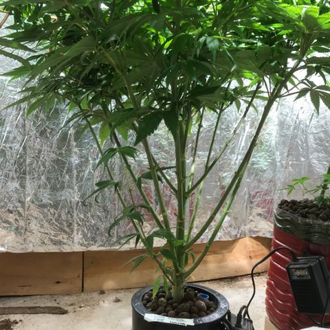Limona growlog timeline photo