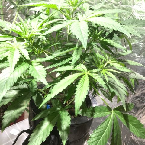 Fuego growlog timeline photo