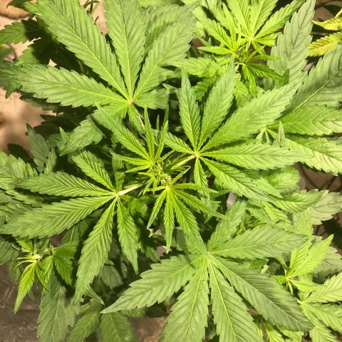 Fuego growlog timeline photo