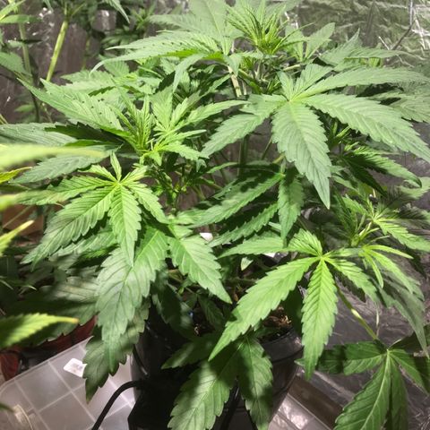 Fuego growlog timeline photo