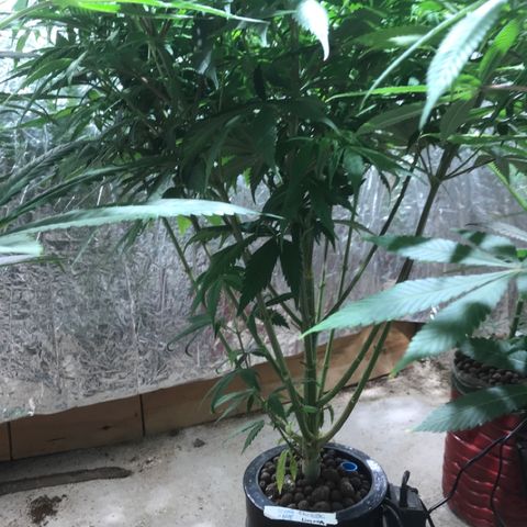Limona growlog timeline photo