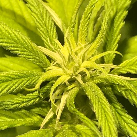 Limona growlog timeline photo