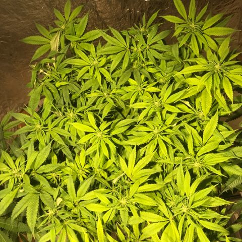 Limona growlog timeline photo