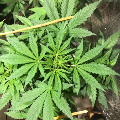 Fuego growlog timeline photo