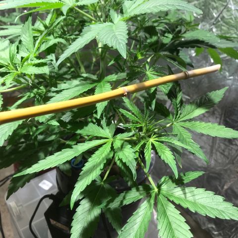 Fuego growlog timeline photo