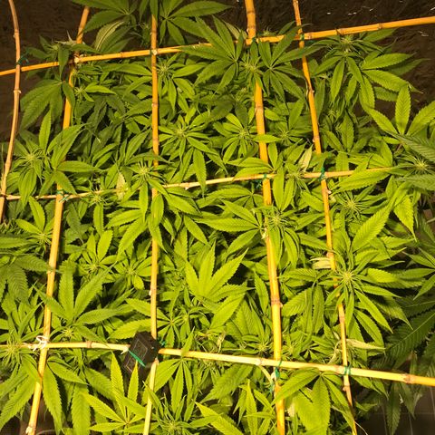 Limona growlog timeline photo