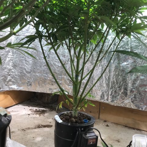 Limona growlog timeline photo