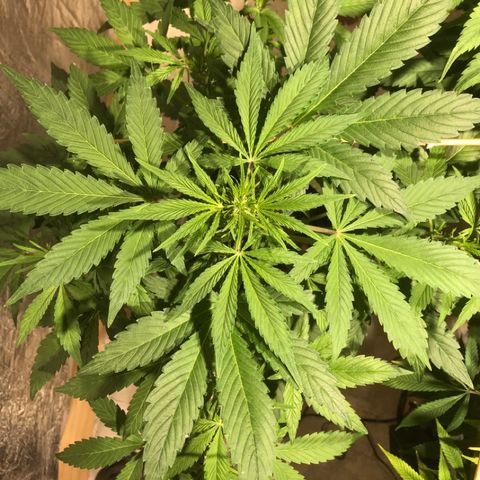 Fuego growlog timeline photo