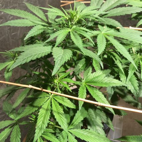 Fuego growlog timeline photo