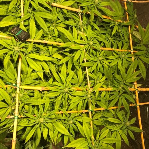 Limona growlog timeline photo