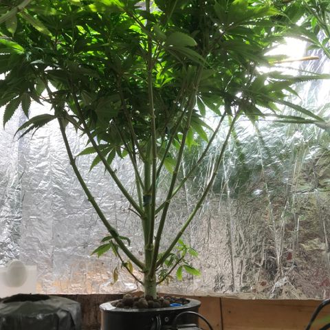 Limona growlog timeline photo