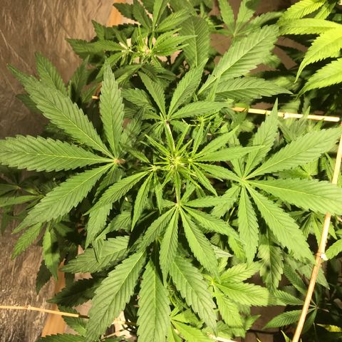 Fuego growlog timeline photo