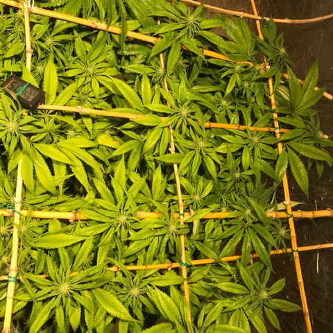 Limona growlog timeline photo
