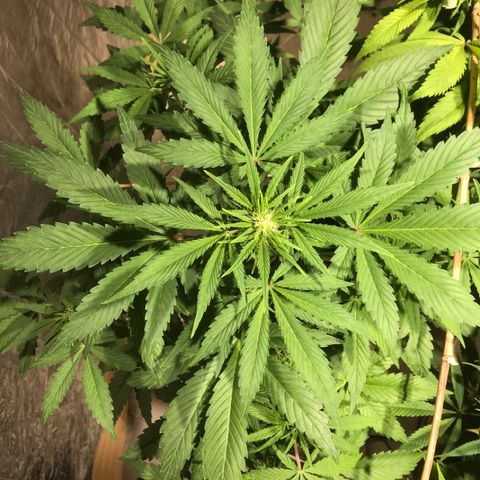 Fuego growlog timeline photo