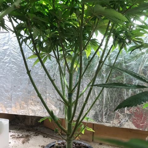 Limona growlog timeline photo