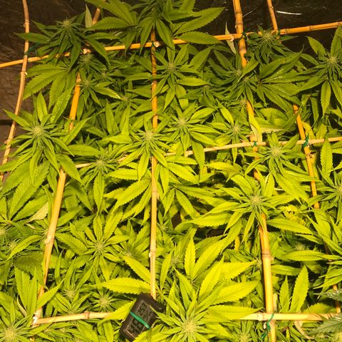 Limona growlog timeline photo