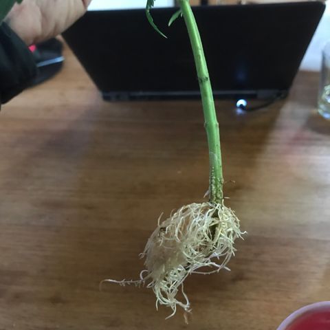 Limona growlog timeline photo