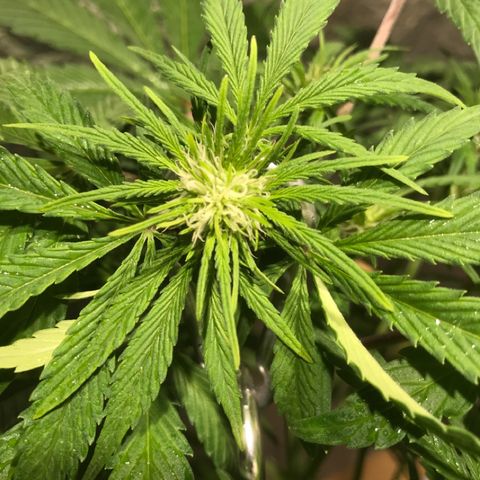 Fuego growlog timeline photo