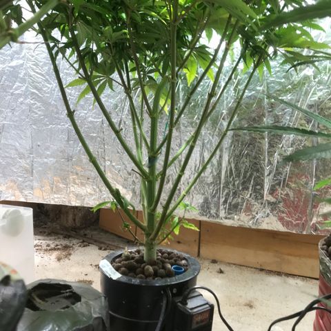 Limona growlog timeline photo
