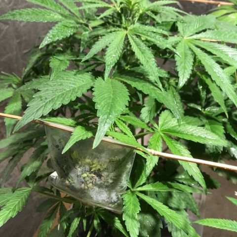 Fuego growlog timeline photo