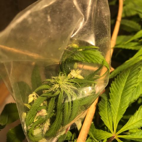 Limona growlog timeline photo
