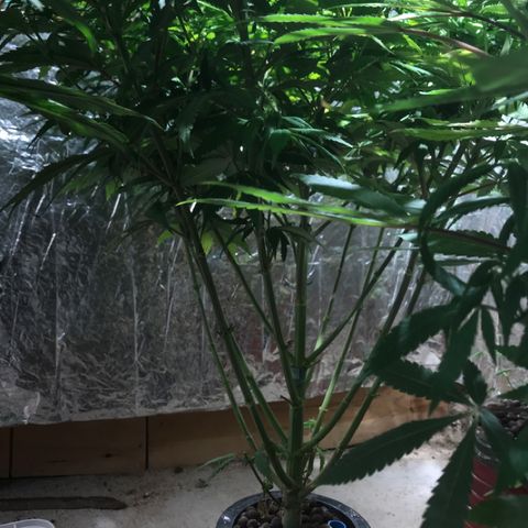 Limona growlog timeline photo