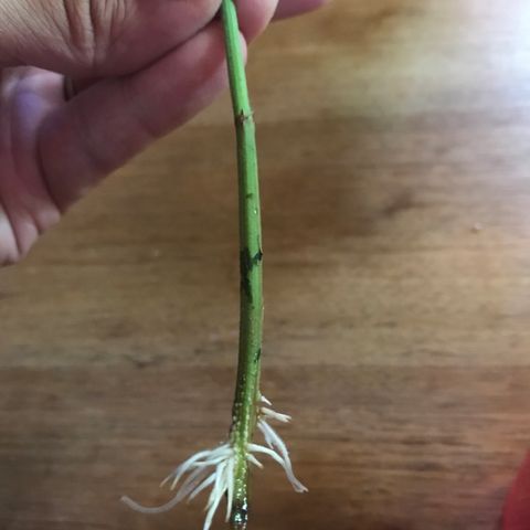 Limona growlog timeline photo
