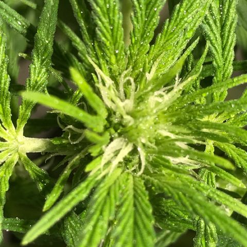 Fuego growlog timeline photo