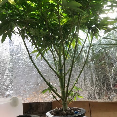 Limona growlog timeline photo