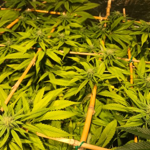 Limona growlog timeline photo