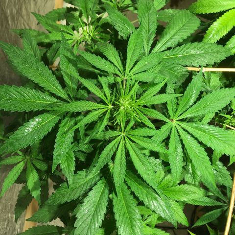 Fuego growlog timeline photo