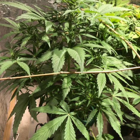 Fuego growlog timeline photo