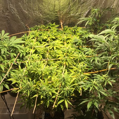 Limona growlog timeline photo