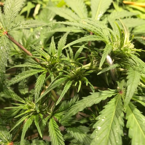 Fuego growlog timeline photo