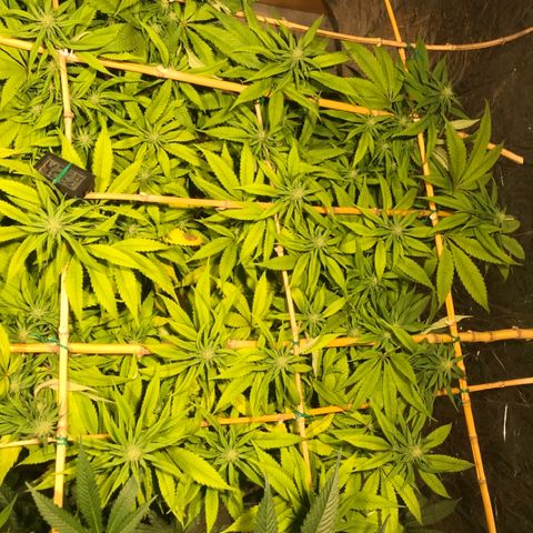 Limona growlog timeline photo