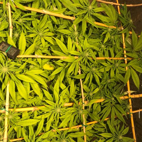 Limona growlog timeline photo