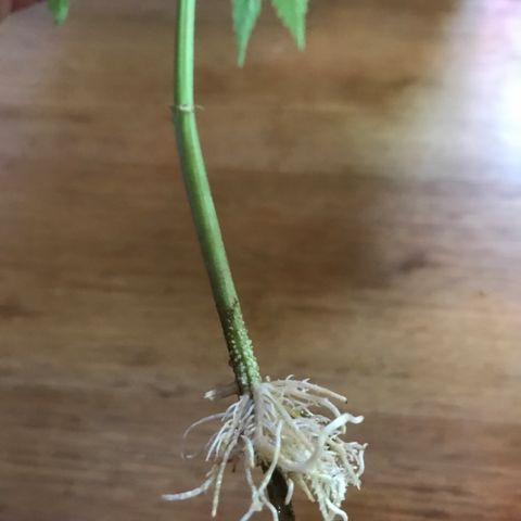 Limona growlog timeline photo