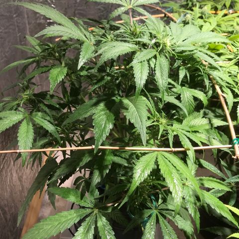Fuego growlog timeline photo