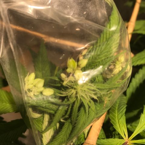 Limona growlog timeline photo