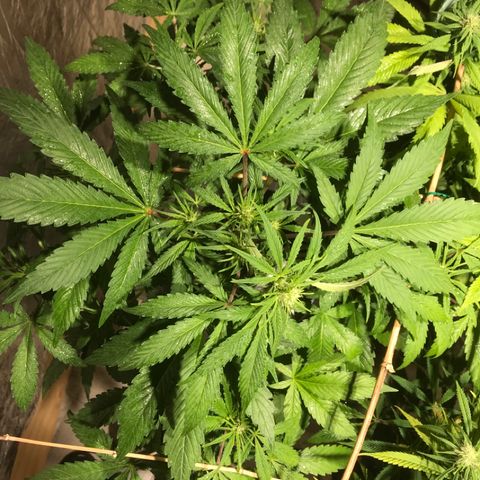 Fuego growlog timeline photo