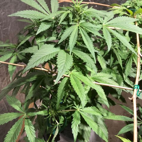 Fuego growlog timeline photo