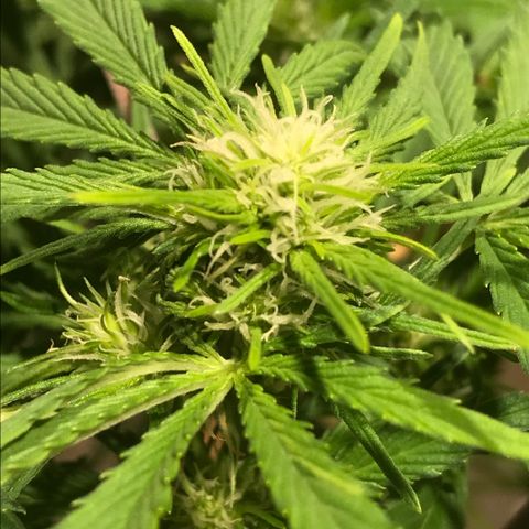 Fuego growlog timeline photo