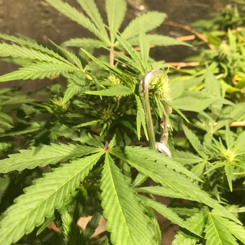 Fuego growlog timeline photo