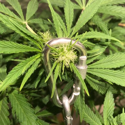 Fuego growlog timeline photo