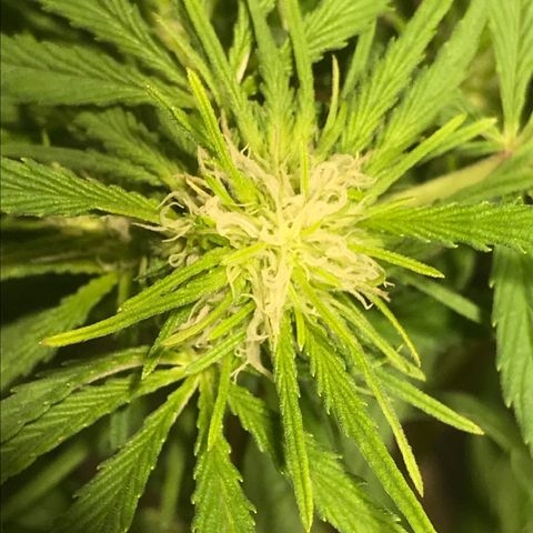 Fuego growlog timeline photo