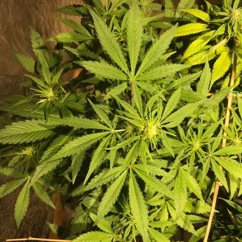 Fuego growlog timeline photo