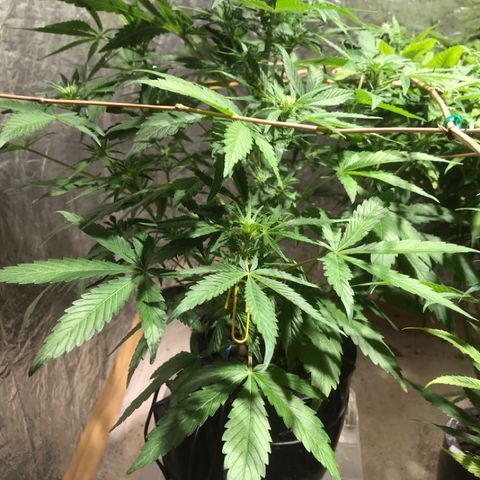 Fuego growlog timeline photo