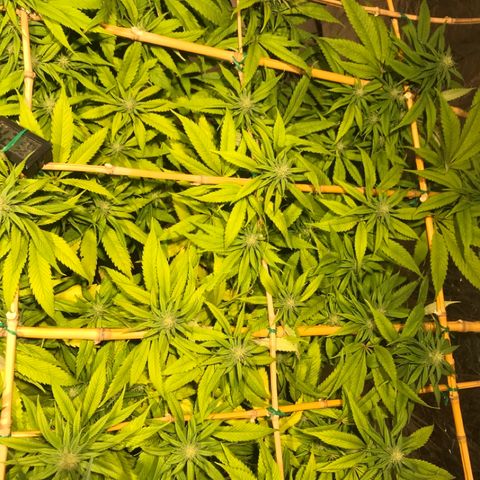 Limona growlog timeline photo
